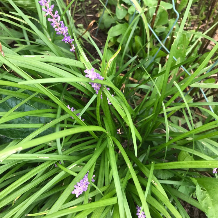 Plant image Liriope muscari 'Moneymaker'