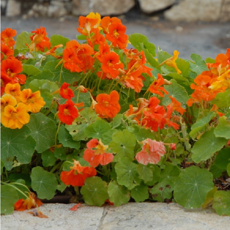 Plant image Tropaeolum majus 'Gleam Hybrids'