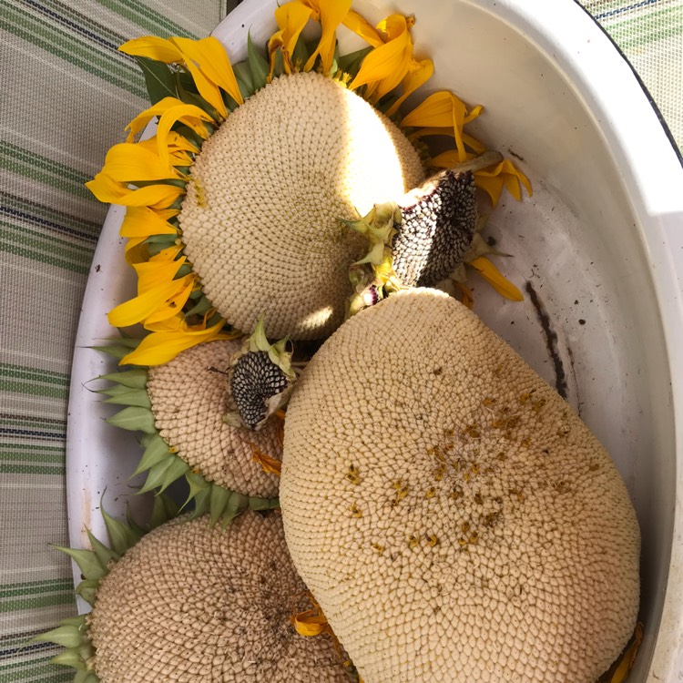 plant image 1173246