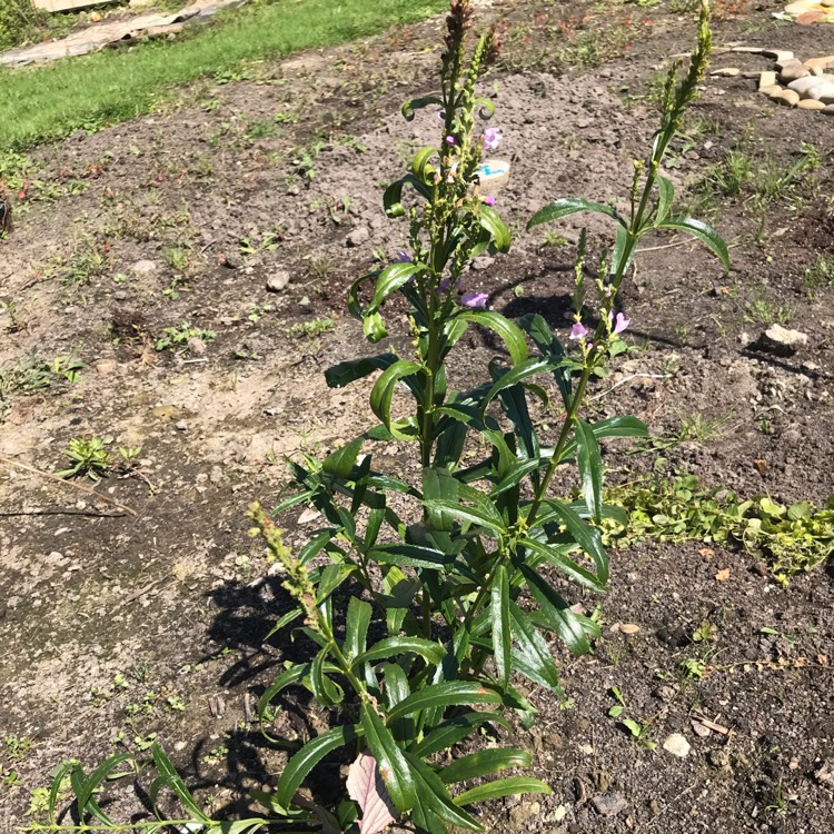 Plant image Physostegia virginiana 'Vivid'