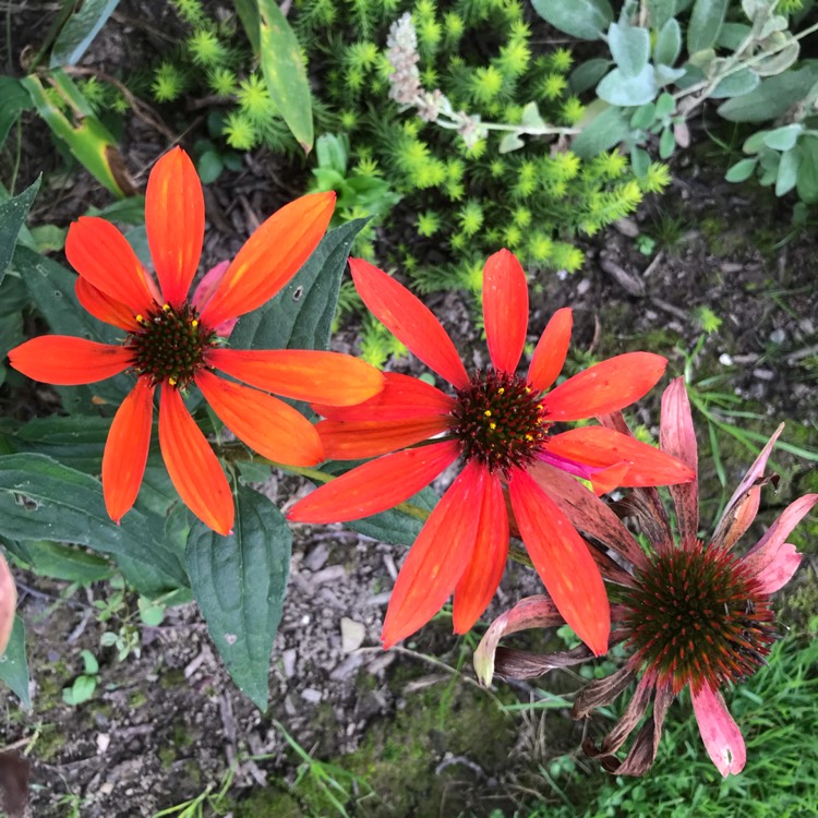 Plant image Rudbeckia x hirta hybrida 'Cherokee Sunset'