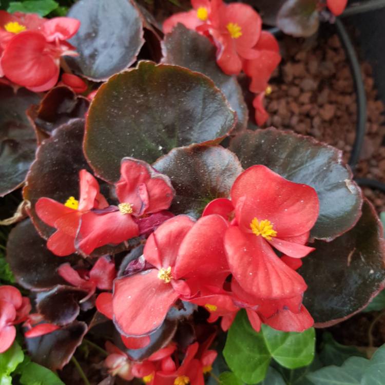 plant image 1465218 plant image 1465218