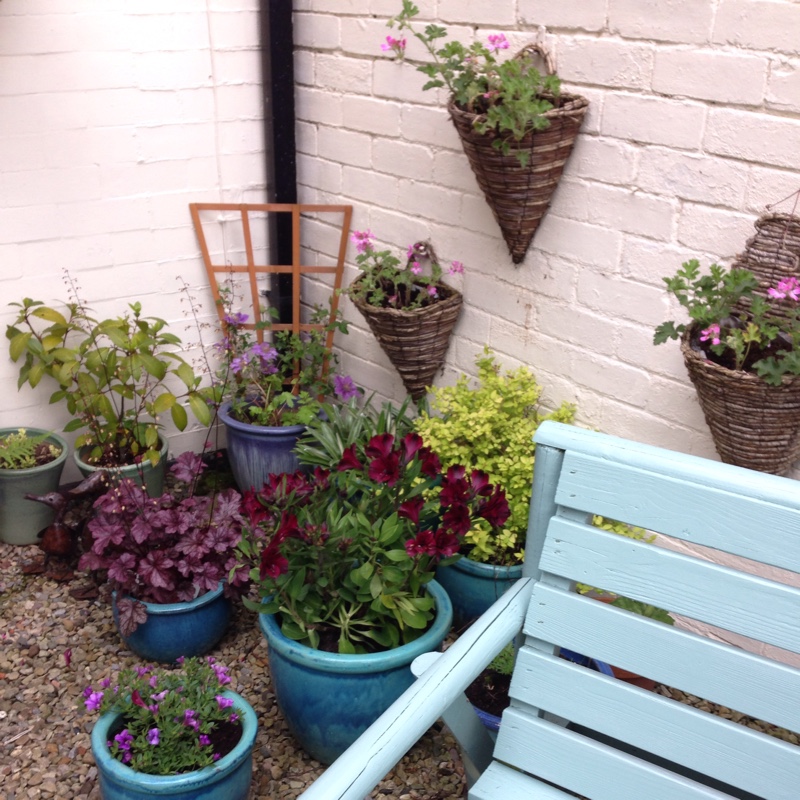 Frieda's garden