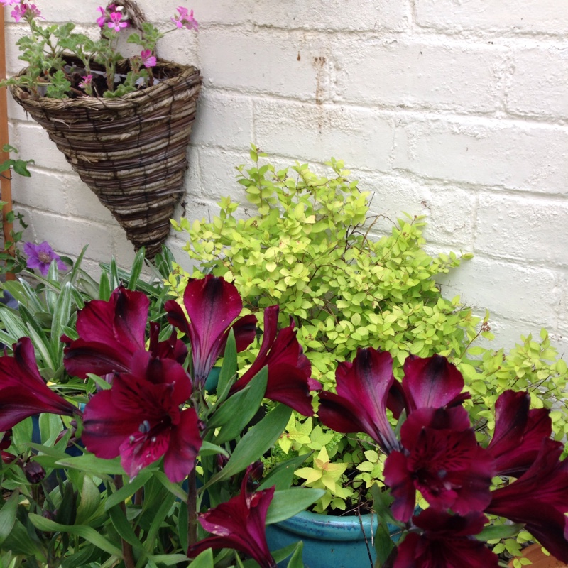 Frieda's garden