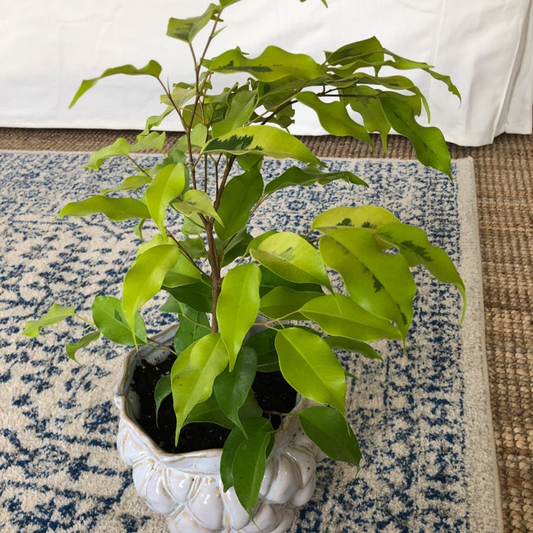 Plant image Ficus benjamina 'Anastasia'