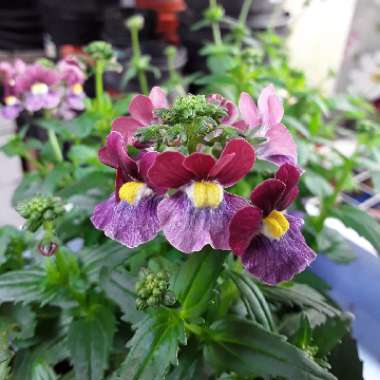 Nemesia