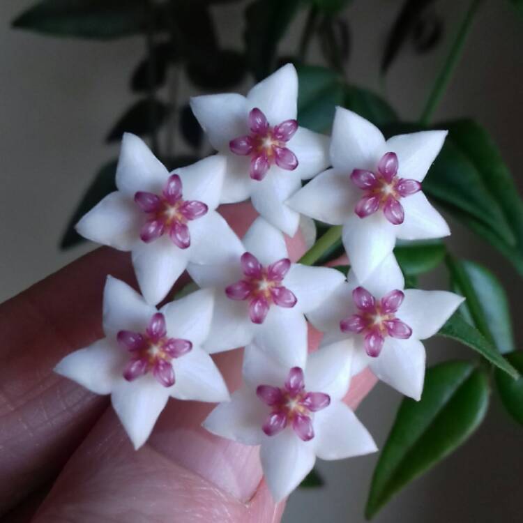Plant image Hoya Bella