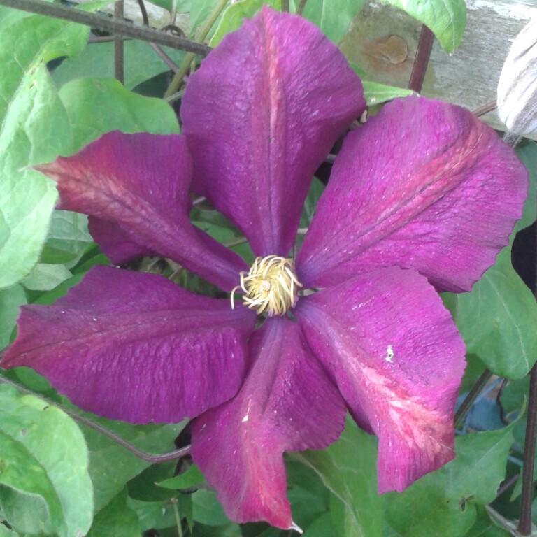Plant image Clematis 'Voluceau'