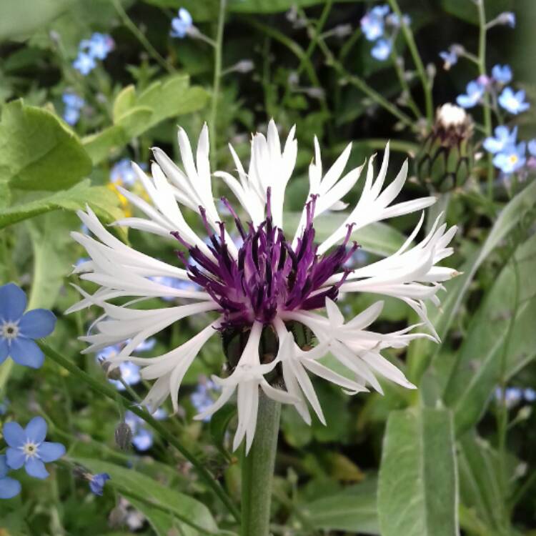Plant image Centaurea montana 'Purple Heart'