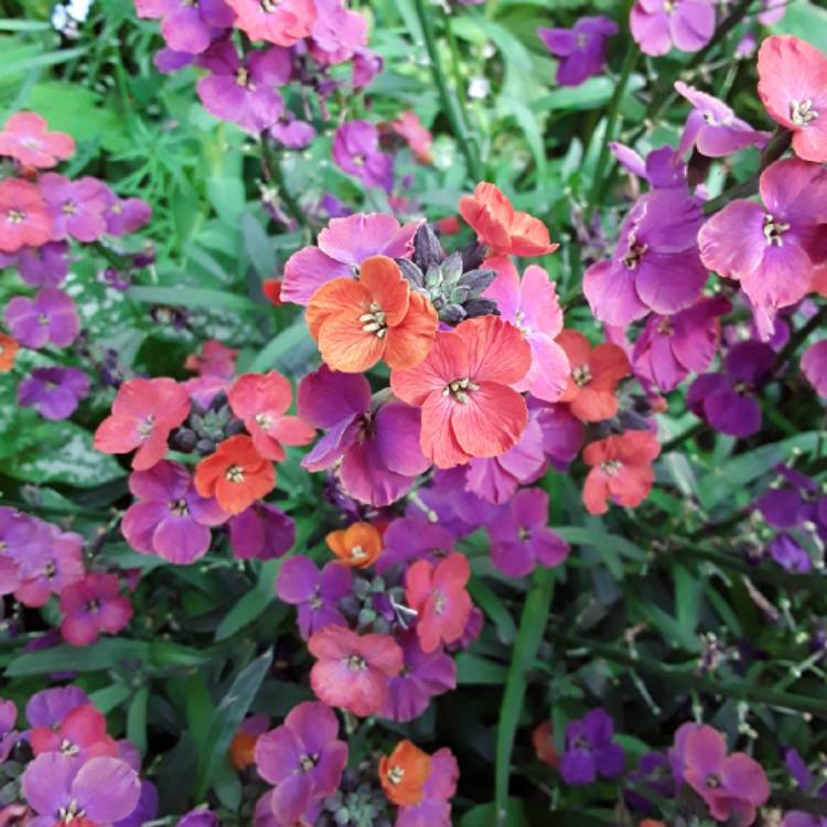 Plant image Erysimum 'Red Jep'