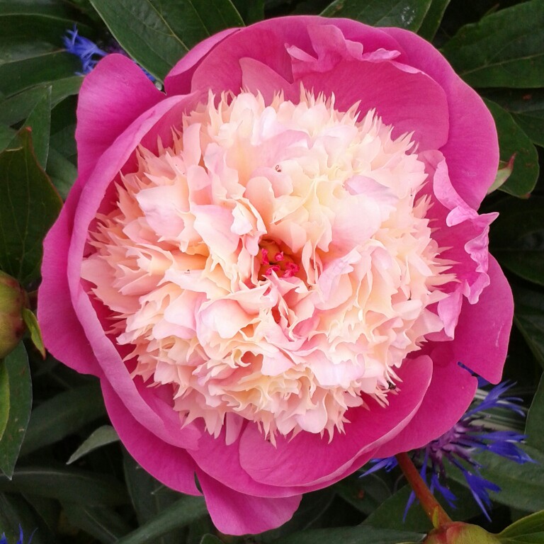 Plant image Paeonia lactiflora 'Bowl of Beauty'