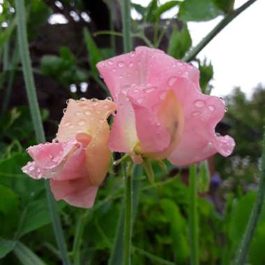 Lathyrus odoratus