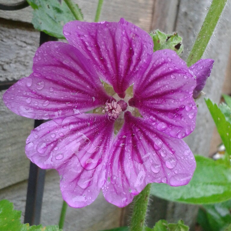Plant image Lavatera x clementii 'Rosea'