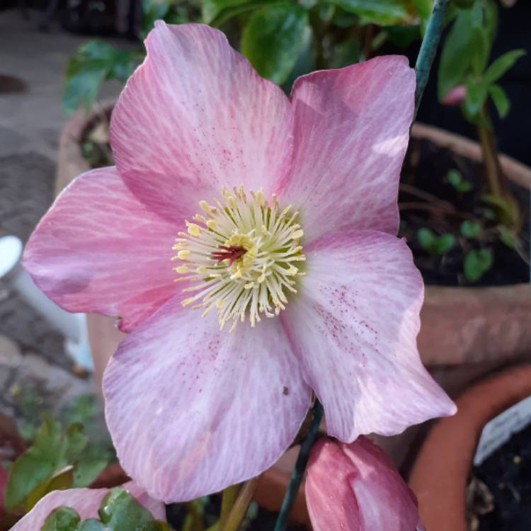 Plant image Helleborus 'Walhero' syn. Helleborus 'Walberton's Rosemary'