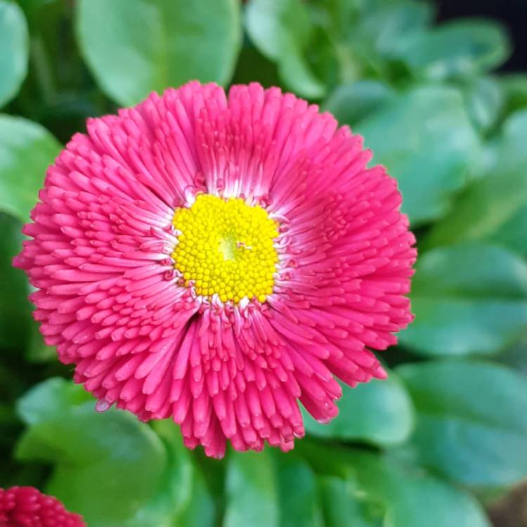 Plant image Bellis Perennis