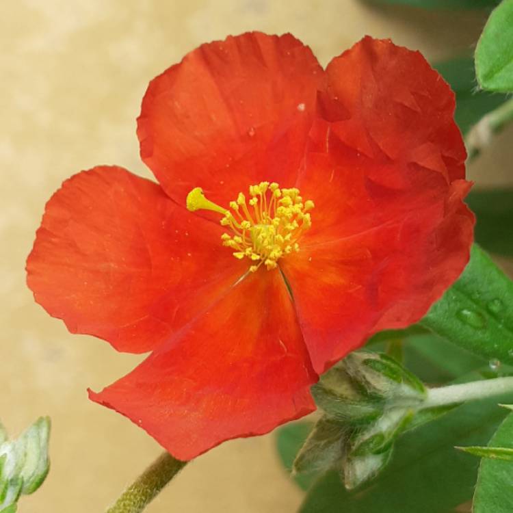 Plant image Helianthemum nummularium 'Henfield Brilliant'