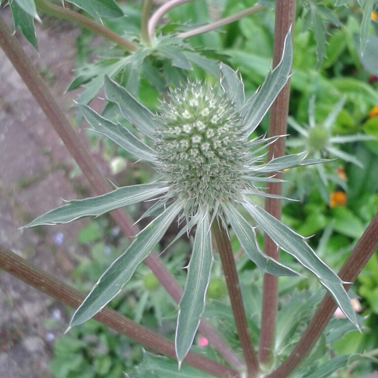 Plant image Eryngium planum 'Blue Hobbit'