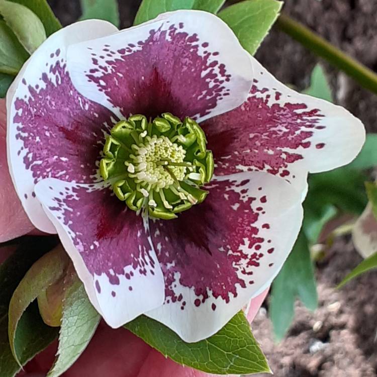 Plant image Helleborus x hybridus 'Ashwood Garden Hybrids'