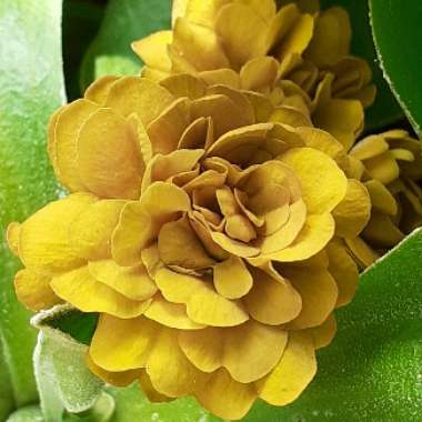 Primula auricula 'Luna Eclipse'
