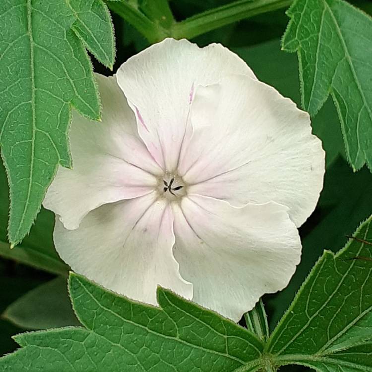 Plant image Lychnis coronaria 'Angel's Blush'