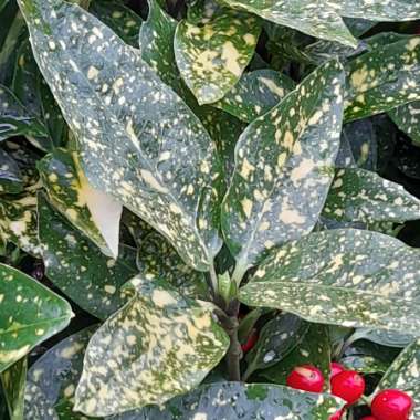 Acuba japonica Crotinfolia