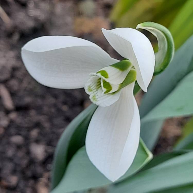 Plant image Galanthus 'Snow Fox'