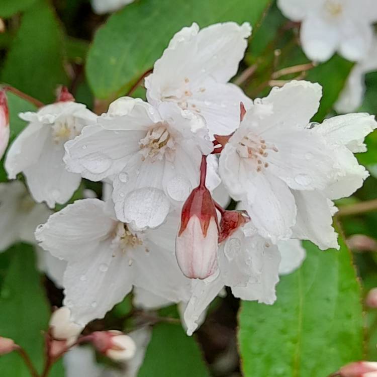 Plant image Deutzia x rosea