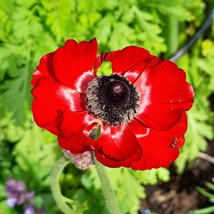 plant image 1583657