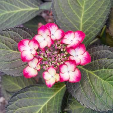 Hydrangea macrophylla 'Dark Angel' (Black Diamonds Series) syn. Hydrangea macrophylla 'Dark Angel Purple', Hydrangea macrophylla 'Dark Purple'
