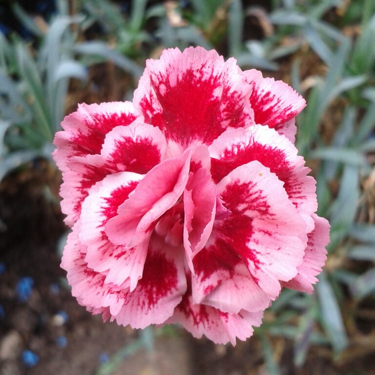 Plant image Dianthus barbatus
