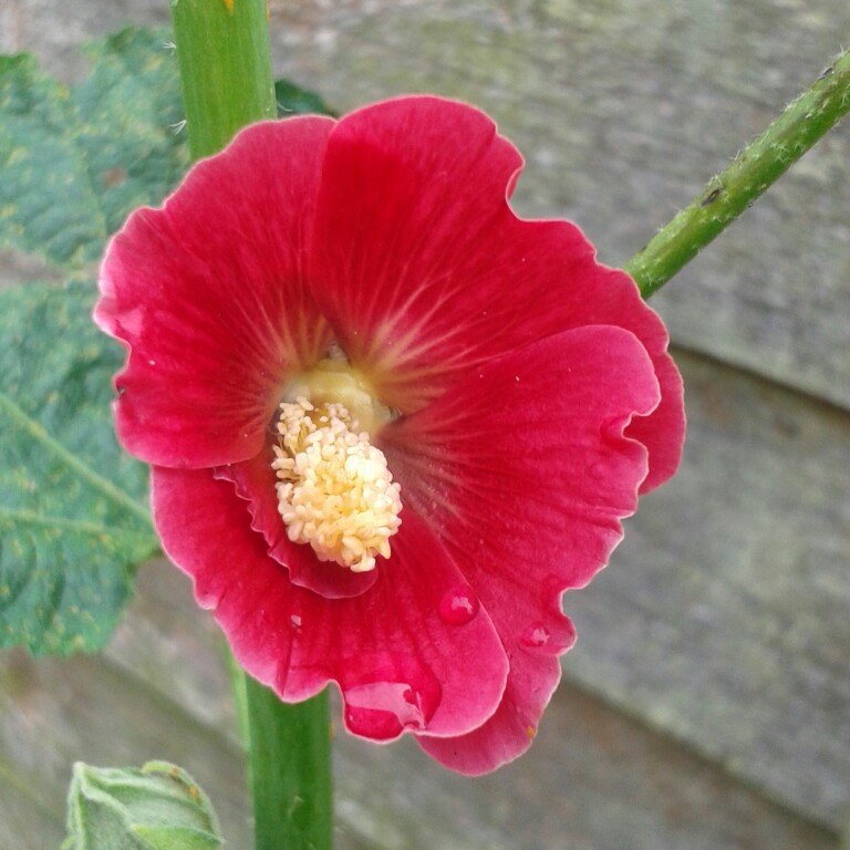 Plant image Alcea rosea  syn. Althaea rosea
