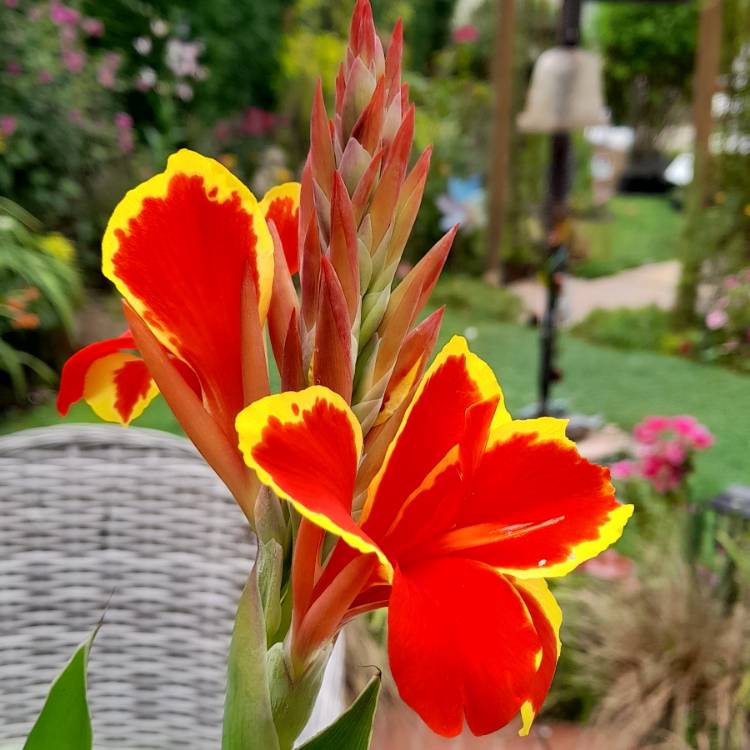 plant image 1723341