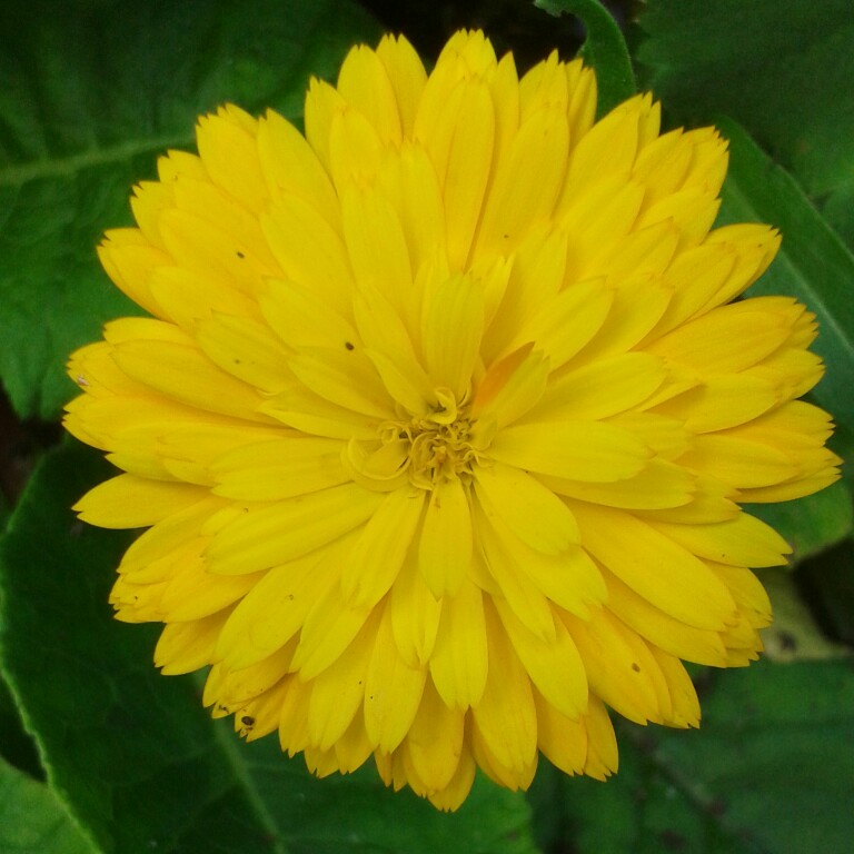 Calendula 'Golden Glaze'