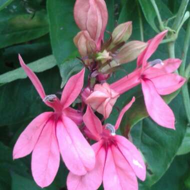 Lobelia x speciosa 'Tania'