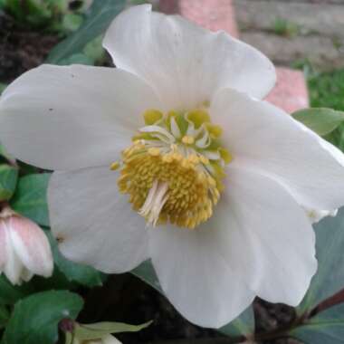 Helleborus niger 'Coseh 2010' (HGC Series) syn. Helleborus 'HGC Wintergold'