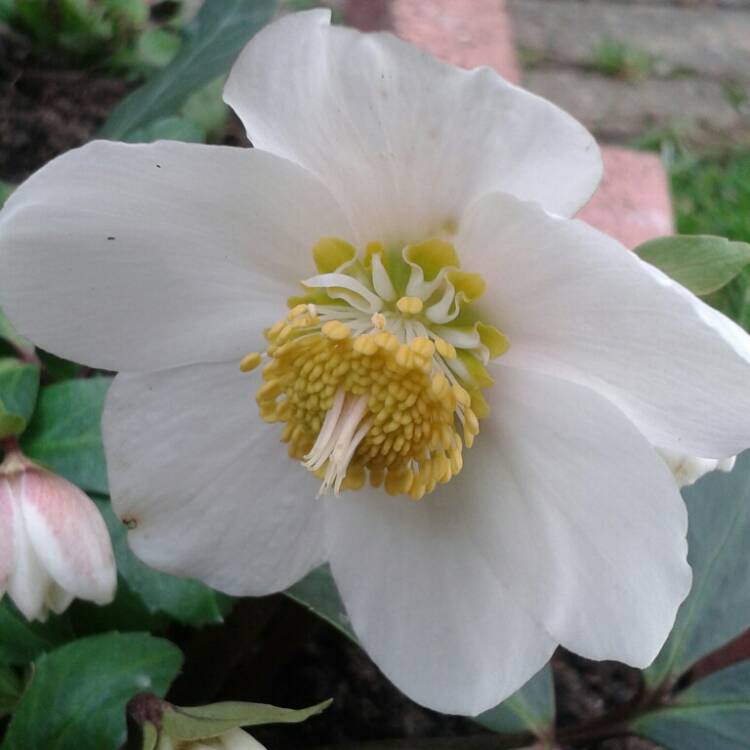 Plant image Helleborus niger 'Coseh 2010' (HGC Series) syn. Helleborus 'HGC Wintergold'