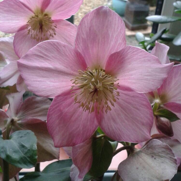 Plant image Helleborus 'Walhero' syn. Helleborus 'Walberton's Rosemary'
