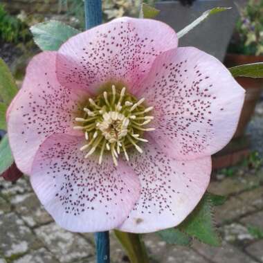 Helleborus x hybridus 'Pink Lady Spotted' (Lady Series)