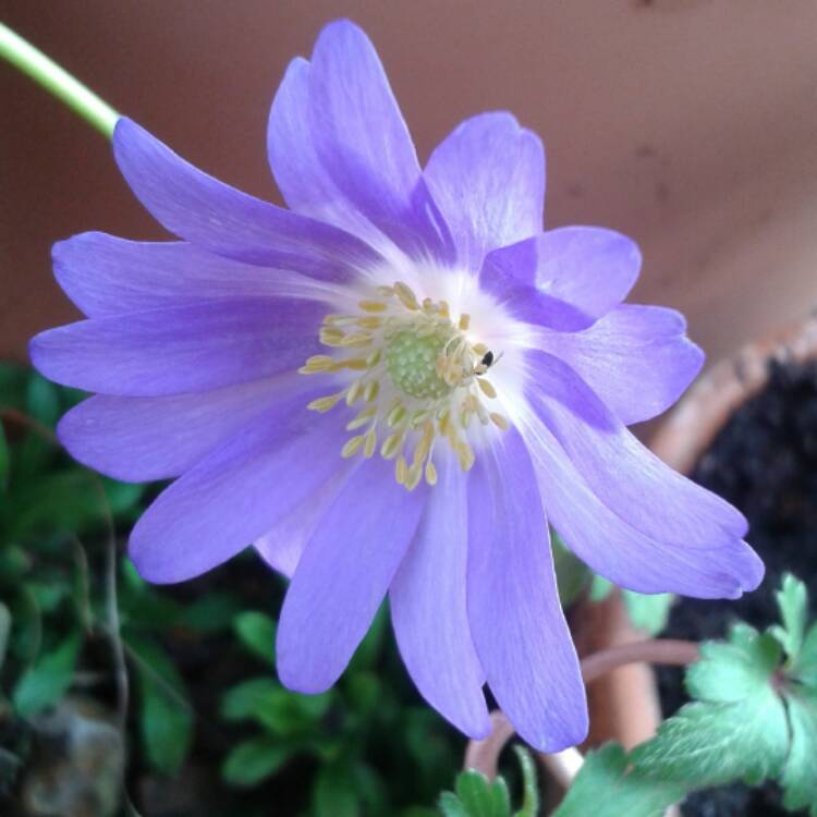 Plant image Anemone blanda 'Blue Shades'