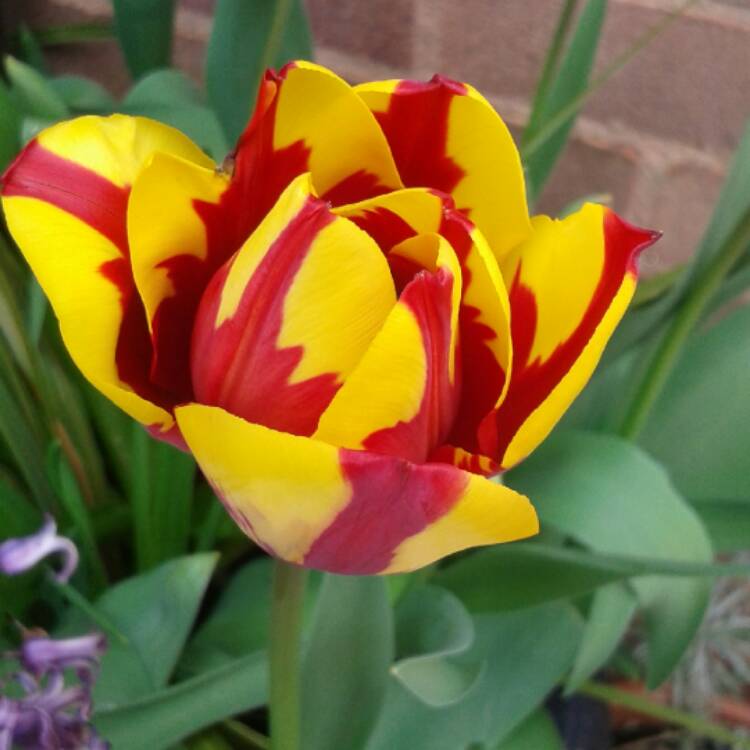 Plant image Tulipa 'Colour Spectacle'
