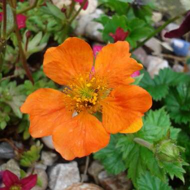 Geum borisii