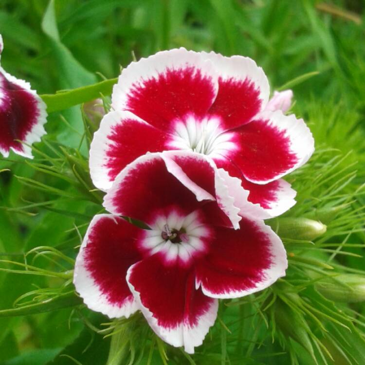 Plant image Dianthus barbatus