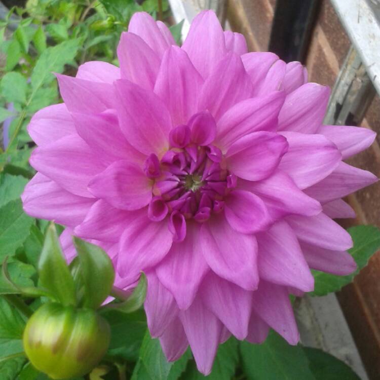Plant image Dahlia 'Blue Boy'