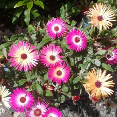 Dorotheanthus bellidiformis syn. Cleretum bellidiforme, Mesembryanthemum bellidiformis, Mesembryanthemum criniflorum, Cleretum cuneifolium, Cleretum limpidum