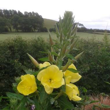 Oenothera biennissyn.Oenothera glabra syn.Oenothera odorata