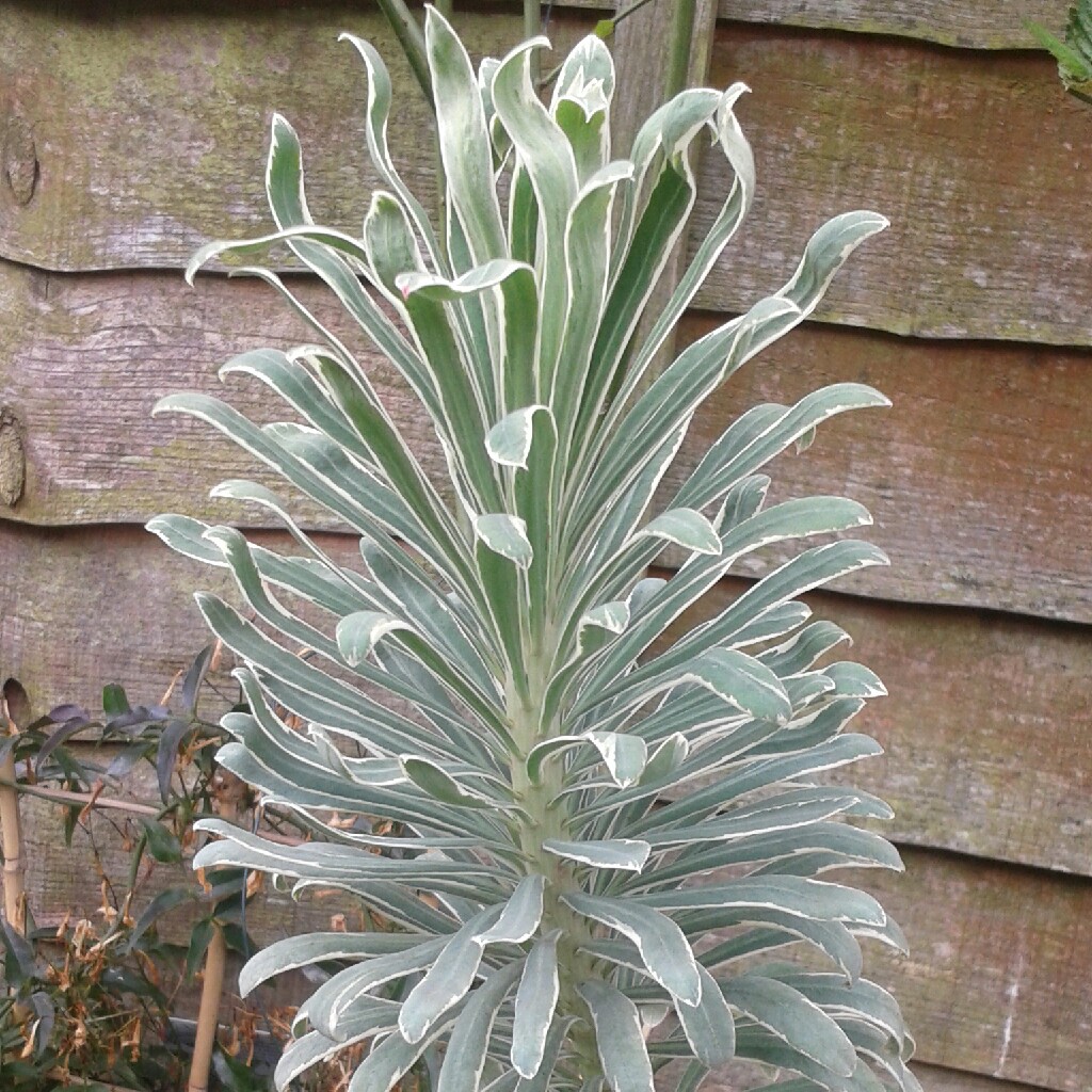 Plant image Euphorbia characias 'Glacier Blue'
