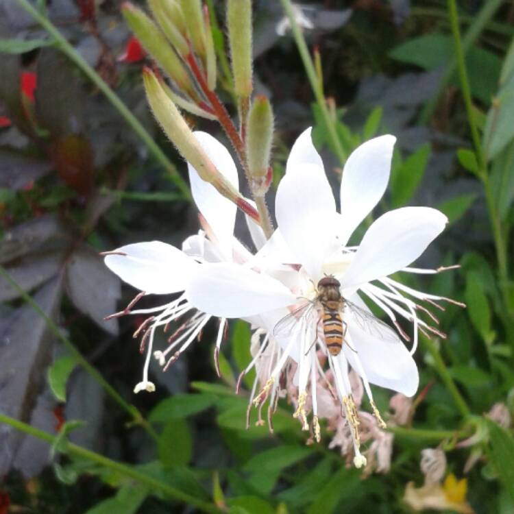 plant image 479854