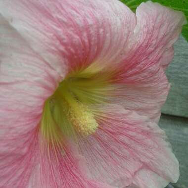Alcea rosea  syn. Althaea rosea