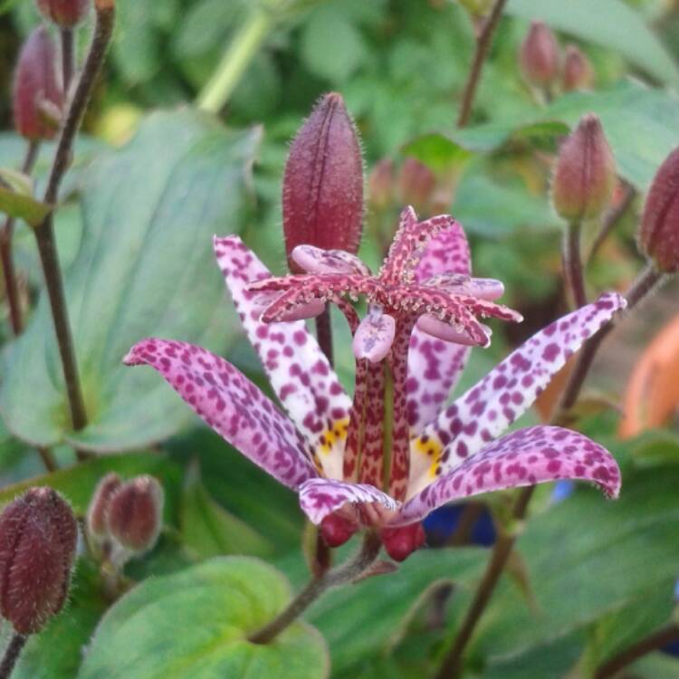 Plant image Tricyrtis formosana 'Dark Beauty'