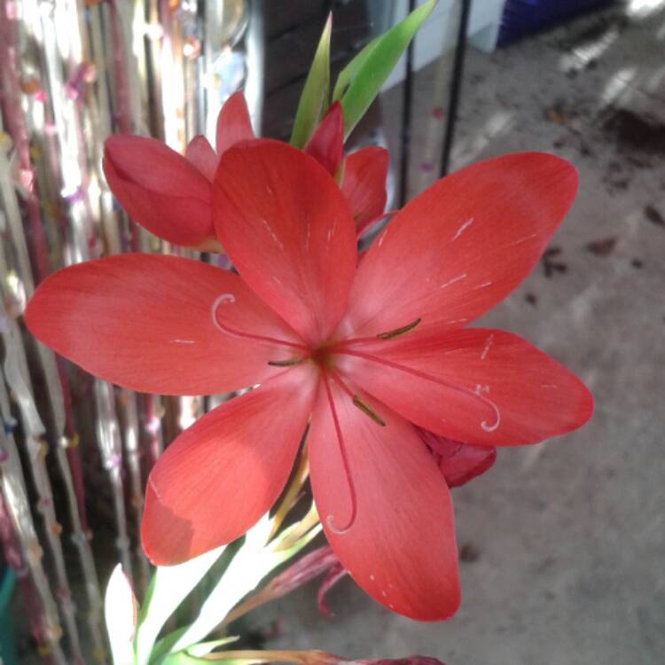 Plant image Hesperantha coccinea 'Fenland Daybreak' syn. Schizostylis coccinea 'Fenland Daybreak'